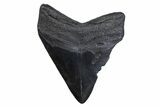 Fossil Megalodon Tooth - South Carolina #371822-1